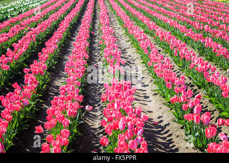 Righe di tulipani rosa in Woodburn, Oregon Foto Stock