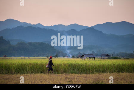 Una donna cammina ultimi campi di coltivazione del riso risoni di Luang Namtha, nel nord della Repubblica democratica popolare del Laos. Foto Stock