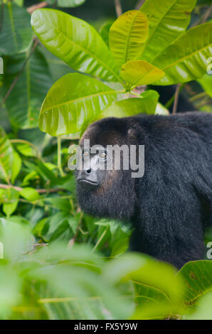 Nero guatemalteco scimmia urlatrice (Alouatta pigra) in via di estinzione, selvaggio, Comunità Babuino Santuario, Belize, America Centrale Foto Stock