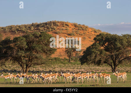 Springbok (Antidorcas marsupialis) allevamento in Nossob riverbed dopo le piogge, Kgalagadi Parco transfrontaliero, Sud Africa Foto Stock