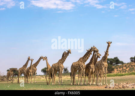 Giraffe (Giraffa camelopardalis) in un gruppo, Kgalagadi Parco transfrontaliero, Northern Cape, Sud Africa, Foto Stock