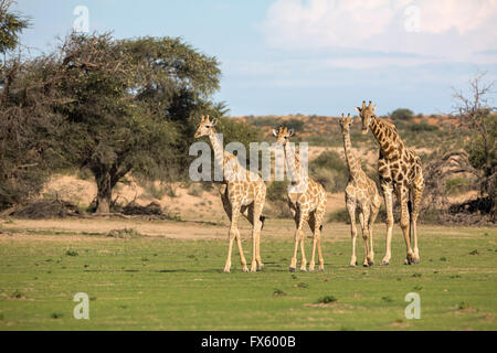 Giraffe (Giraffa camelopardalis) in un gruppo, Kgalagadi Parco transfrontaliero, Northern Cape, Sud Africa Foto Stock