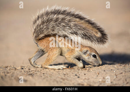 Terra Giovane scoiattolo (Xerus inauris), Kgalagadi Parco transfrontaliero, Northern Cape, Sud Africa Foto Stock