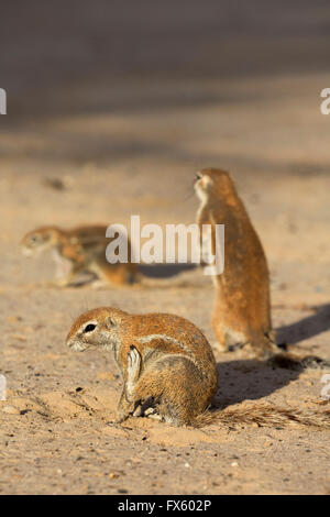 Gli scoiattoli di terra (Xerus inauris), Kgalagadi Parco transfrontaliero, Northern Cape, Sud Africa Foto Stock