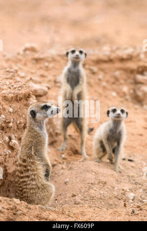 Meerkats (Suricata suricatta) a scavano, Kgalagadi Parco transfrontaliero, Northern Cape, Sud Africa Foto Stock
