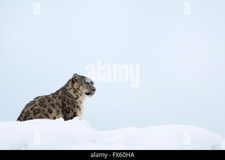 Snow Leopard (Panthera uncia), prigionieri Highland Wildlife Park, Kingussie, Scotland, Regno Unito Foto Stock