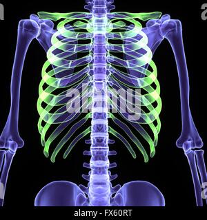 X-ray corpo dello scheletro Foto Stock