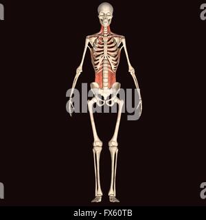 Il corpo umano, pieno, lo scheletro, anatomia, medica, medicina, scienze, isolata, osso, cranio, ray, maschio, x-ray, biologia, bianco, indietro Foto Stock