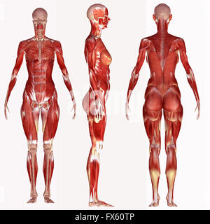 Il corpo umano, anatomia, muscolo, medico, uomo, medicina, illustrazione, maschio, salute, muscolare, scienza, sistema, biologia, muscoli, ho Foto Stock