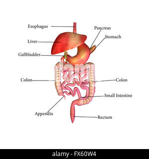 Digestivo, sistema, umana, stomaco, anatomia, digestione, illustrazione, corpo, intestino, salute, medici, colon, fegato sano, sc Foto Stock