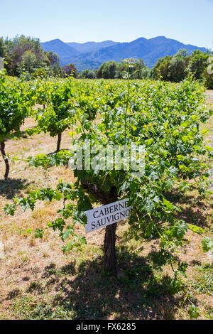 Uve Cabernet Sauvignon sono cresciute a questa cantina e vigneto nel sud della Oregon. Foto Stock