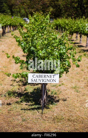 Uve Cabernet Sauvignon sono cresciute a questa cantina e vigneto nel sud della Oregon. Foto Stock