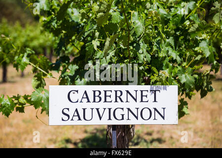 Uve Cabernet Sauvignon sono cresciute a questa cantina e vigneto nel sud della Oregon. Foto Stock