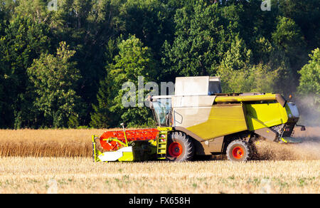 Il tedesco havester lavora su un campo di mais Foto Stock