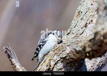 Roverella picchi sono ampiamente distribuiti in tutto il Nord America. Foto Stock