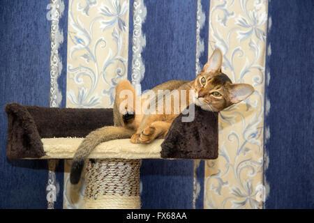 Gatto abissino giacente in un cesto su uno sfondo di tende Foto Stock