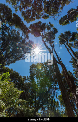 Sunshine su albero canopy nella giungla remota Foto Stock
