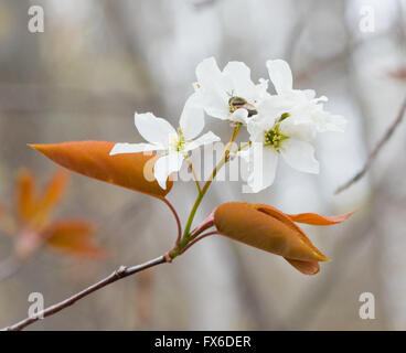 Serviceberry (Amelanchier) fiore fiorisce in primavera Foto Stock