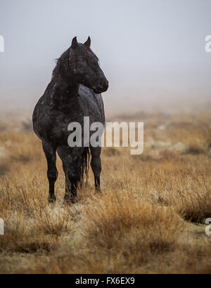 Wild Horse in piedi in una pioggia di nebbia Foto Stock