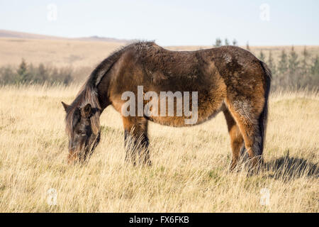 Dark dartmoor pony per adulti alimentando il sole invernale dartmoor Inghilterra Foto Stock