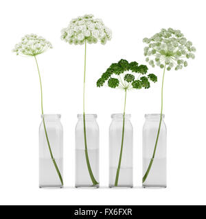 Wild fiori di carota in vasi isolati su sfondo bianco. 3d illustrazione Foto Stock