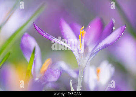 Crochi viola in primavera Foto Stock