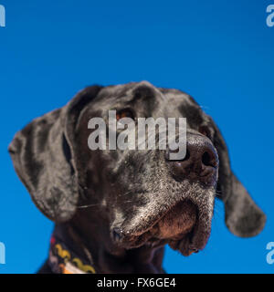 Nero Alano contro il cielo blu, ritratto, cane anziano con muso grigio Foto Stock
