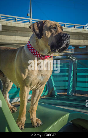 Boerboel mastiff, South African Mastiff, cane, 20 mesi, indossando un colletto rosso, Calgary, Alberta, Canada Foto Stock