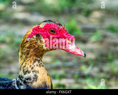 Maschi di anatra muta Ritratto di un anatra Foto Stock