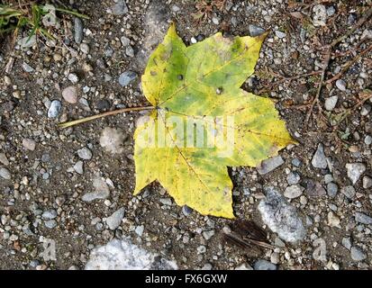 Unica foglia sul terreno Foto Stock