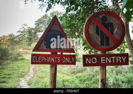 Elephant crossing presso il Four Seasons Tented Camp in Chiang Rai, Thailandia Foto Stock