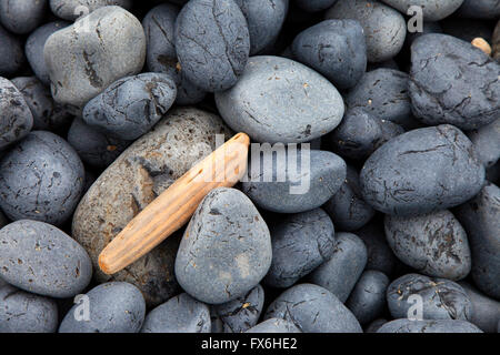 Un pezzo di driftwood giace tra i ciottoli sulla spiaggia di ciottoli vicino Il Yaquina Capo Faro a nord di Newport, Oregon. Foto Stock