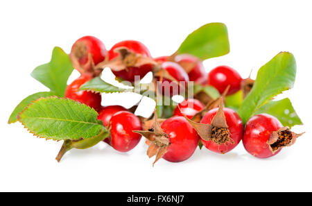 Bella rosa canina ramoscelli con foglie rosse e bacche mature o rosa canina, shipovnik, radica è isolato su uno sfondo bianco, vicino Foto Stock