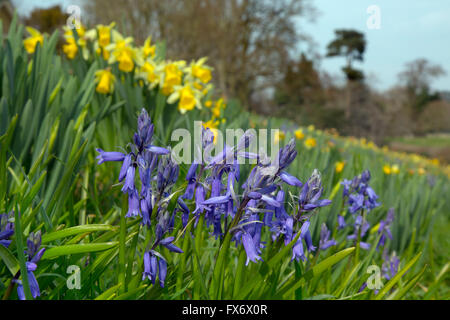 Bluebells e narcisi in primavera in crescita in naturale giardino selvatico Foto Stock