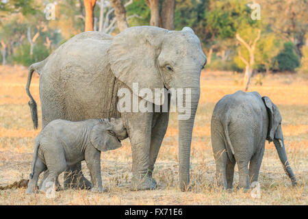 Elefante africano (Loxodonta africana), giovani di essere allattati da sua madre, South Luangwa National Park, Zambia Foto Stock