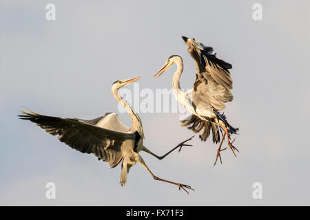 Gli aironi cenerini (Ardea cinerea), a combattere in aria, South Luangwa National Park, Zambia Foto Stock