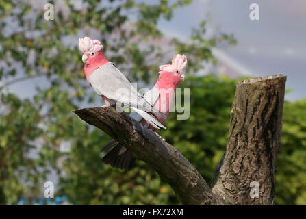 Coppia di Australian Rose breasted Cacatua o Galah Cacatua (Eolophus roseicapilla) appollaiate su un ramo Foto Stock