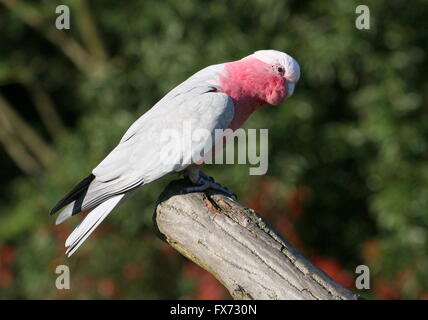 Australian Rose breasted Cockatoo o Galah Cockatoo (Eolophus roseicapilla) Foto Stock