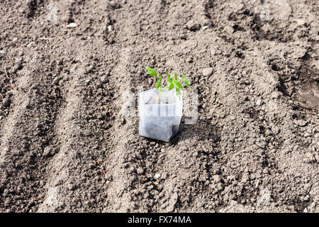 Il tubo verde con il germoglio della pianta di pomodoro in giardino Foto Stock