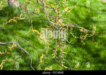 Willow Tree ramoscelli con fioritura amenti gialli (Salix matsudana) e verde erba a prato in primavera Foto Stock