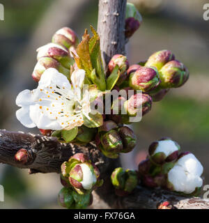 Bianco Fiori e boccioli di fiore di ciliegio nero (shpanka) tree vicino fino in primavera Foto Stock