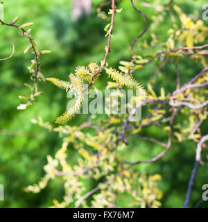 Fioritura giallo amenti del salice (Salix matsudana) chiudere fino in primavera Foto Stock