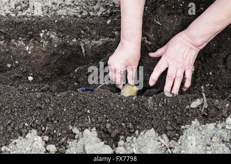 La semina di verdure in giardino - contadino piante di patate da semina nel foro in un orto Foto Stock