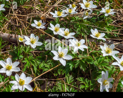 Anemoni di legno (Anemone nemorosa ,) Foto Stock