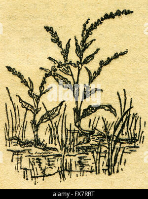 Pepe acqua - Persicaria hydropiper - illustrazione dal libro "In scia di Robinson Crusoe', Mosca, URSS, 1946 Foto Stock