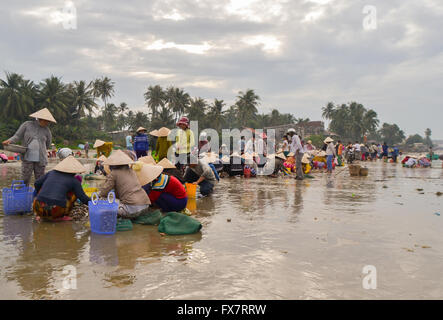 I pescatori vietnamiti ordina la loro cattura e vendono pesce sulla spiaggia, Vietnam Foto Stock