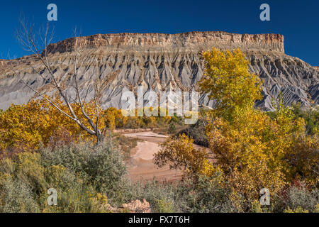 Sud Caineville Mesa, pioppi neri americani alberi in autunno colori su Fremont River, vicino al parco nazionale di Capitol Reef, Utah, Stati Uniti d'America Foto Stock