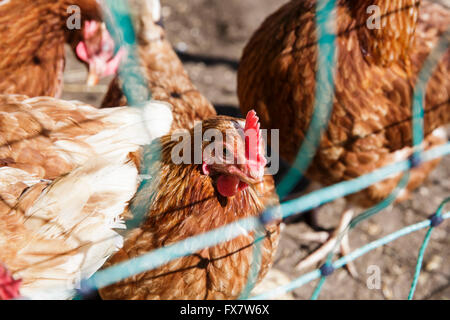 Salvato in gabbia galline a Tapnall Agriturismo vicino a Yarmouth sull'Isola di Wight in una giornata di sole. Foto Stock