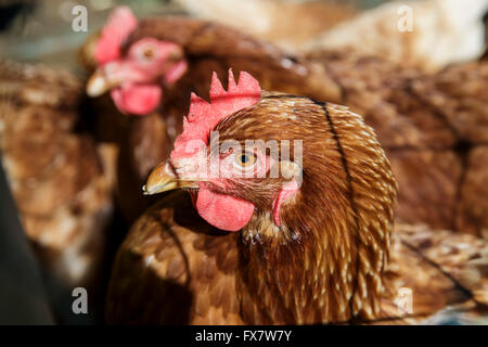 Salvato in gabbia galline a Tapnall Agriturismo vicino a Yarmouth sull'Isola di Wight in una giornata di sole. Foto Stock