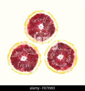 Vector acquerello fettine di arancia e disegnati a mano doodle elementi. Dipinto a mano Collezione cerchi. Illustrazione Vettoriale
